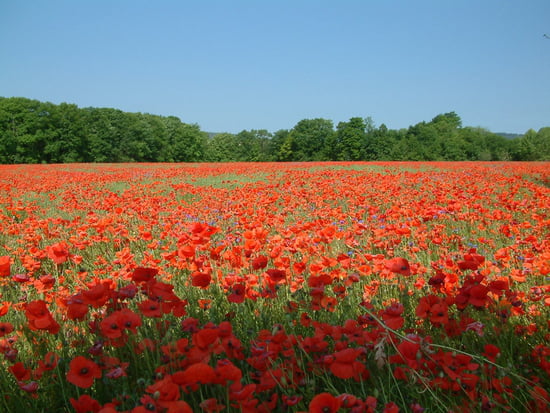 دعاء اليوم Coquelicots-compositions-florales-autres-fleurs-dijon-france-4167444110-606155