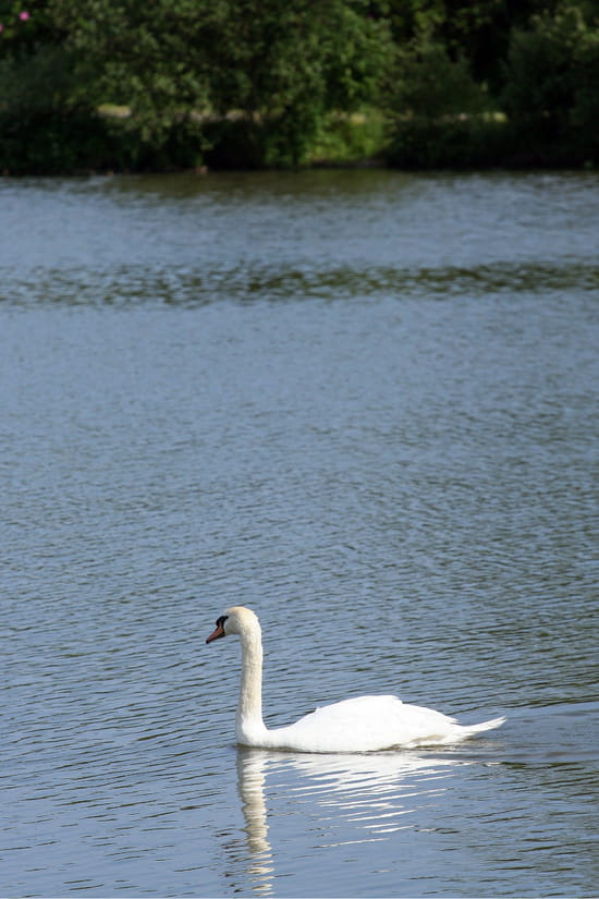 صور رائعة من عالم الطيور Cygnes-autres-animaux-france-899927021-964022