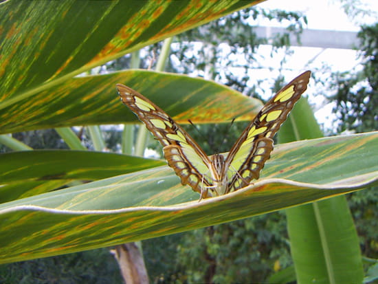 الفراشات...البوم صور Feuilles-papillons-autres-animaux-perpignan-france-4667932392-930725