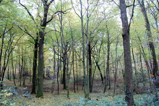 Petits Coins de Zen...  Forets-temperees-liguge-france-1315897287-1355885