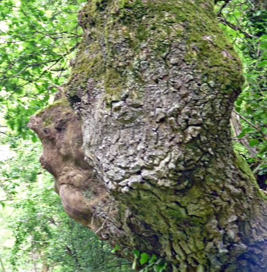 insolite Formes-etranges-brains-france-1127455591-1313900