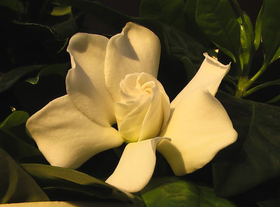 bonne fête Mimi ! Gardenias-bruxelles-belgique-1382600589-1084632