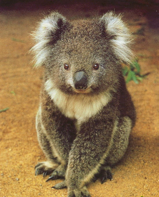 L'ABC des animaux Koalas-australie-1337486720-1112173