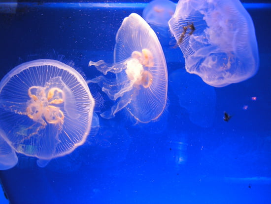 صور من الحياة البحرية Meduses-aquariums-autres-animaux-nice-france-7131769062-933220