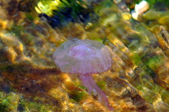 صور من الحياة البحرية Meduses-autres-animaux-antibes-france-5059472919-950707