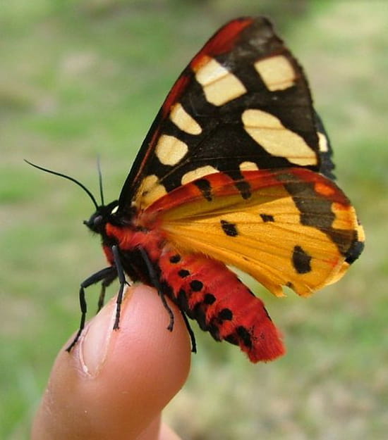الفراشات...البوم صور Papillons-autres-animaux-moulins-france-1019708515-888689