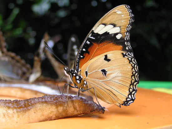 الفراشات...البوم صور Papillons-autres-animaux-riquewihr-france-7413293720-877371