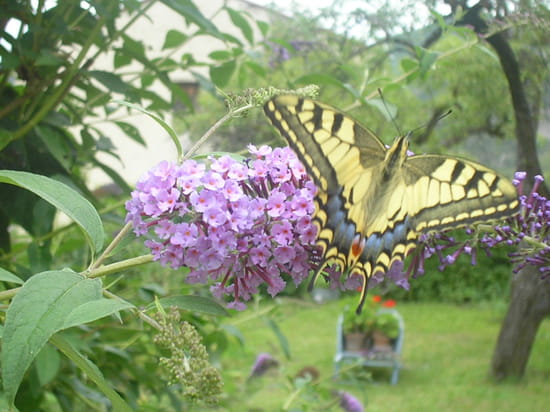 الفراشات...البوم صور Papillons-digne-les-bains-france-5442773700-909142