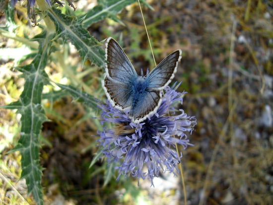 الفراشات...البوم صور Papillons-france-1136131397-1142961