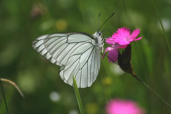 الفراشات...البوم صور Papillons-injoux-genissiat-france-1302937105-1074512