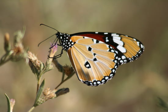 الفراشات...البوم صور Papillons-maun-botswana-1800195575-878071