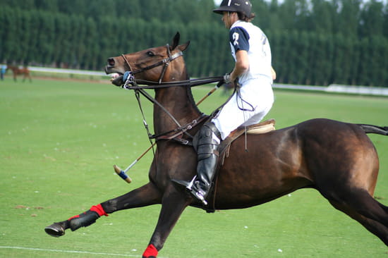 Le polo Polo-chevaux-equitation-deauville-france-2447015644-883305