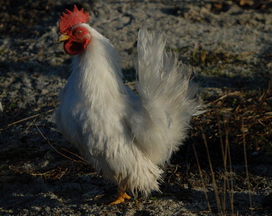 croisement Poules-guillos-france-1148856268-1151911