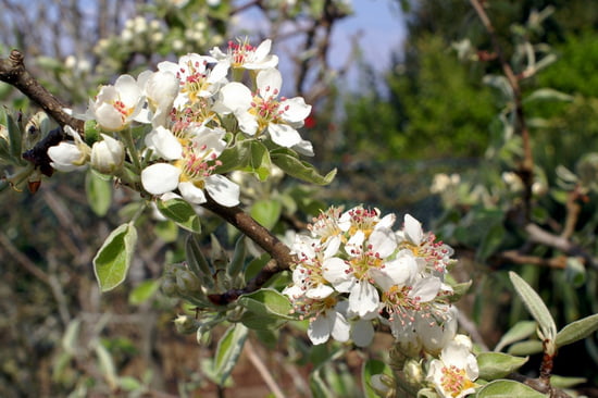 اروع الصور للطبيعة في فصل الربيع Printemps-douarnenez-france-6866266132-936390