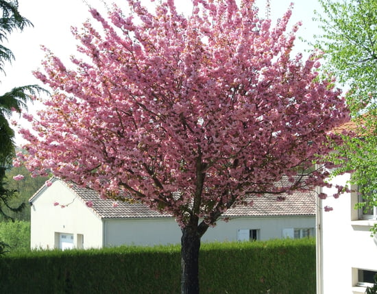 Plantations de printemps Prunus-beaulieu-sous-bressuire-france-1333390321-1303536