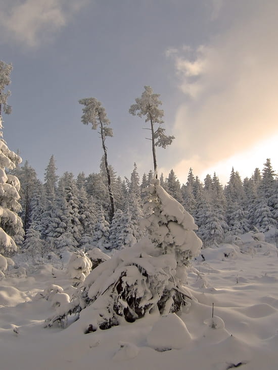 voyage dans le jardin d'angels - Page 4 Sapins-neiges-hiver-clermont-ferrand-france-7367822528-746759