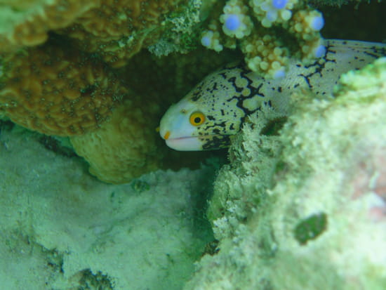 صور من الحياة البحرية Serpents-de-mer-maldives-1138235649-1308660
