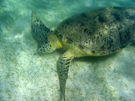 صور من الحياة البحرية Tortues-de-mer-mayotte-1399348898-1087698