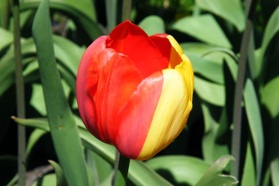 حلم جميل Tulipes-quebec-canada-1120832723-1210768