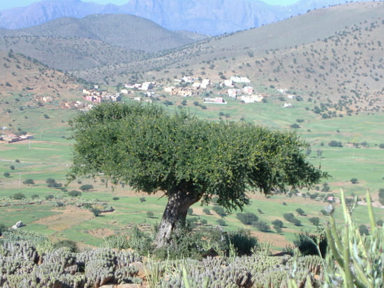 village amassin قرية اماسين Villages-autres-arbres-maroc-4629785419-863039