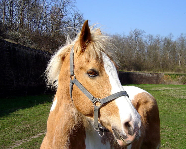 Fiches de chevaux 1195170