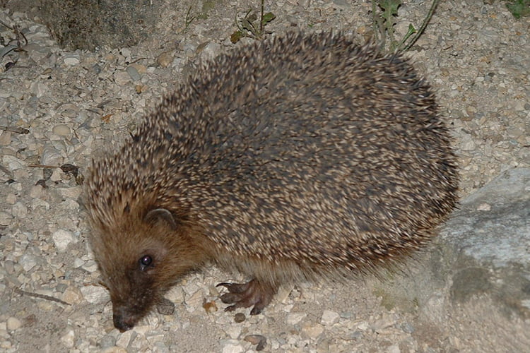 l'animal de Martin du 13 Juin trouvé par Blucat Herisson-de-mon-jardin-4625818134-495616