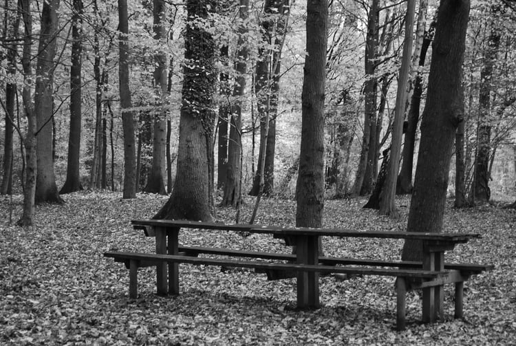 C'est l'automne bientôt...Et le romantisme n'est jamais aussi puissant en cette période et m'évoque des tas de chansons un peu triste mais d'une beauté vénéneuse.  L-automne-en-noir-et-blanc-1757417224-1644962