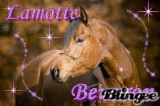 Acadmie Equestre de Lamotte Beuvron 324372120_d3874228