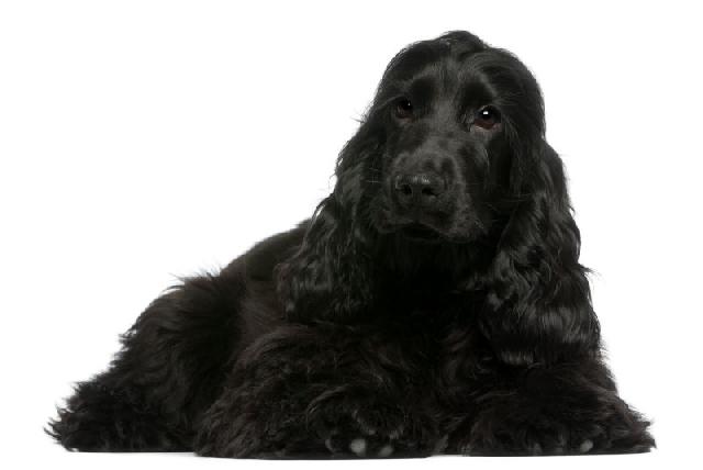 Ficha de Cinna Cachorro-preto-cocker-spaniel-ingles