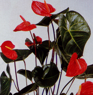 انثوريوم Anthurium scherzerianum Anthurium