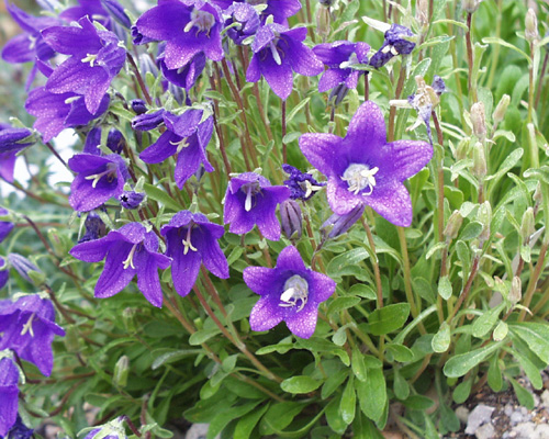 العشبيات الحولية الشتوية  Campanula_aucheri