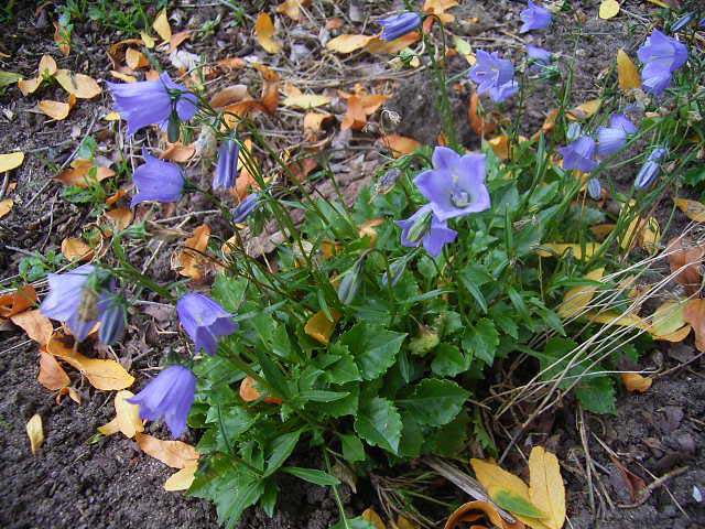 perdu son nom Campanula_cochlearifolia_blau