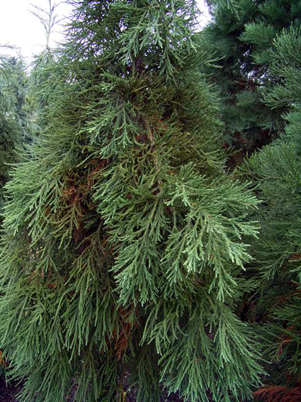 Conifer ID Sequoiadendron_giganteum_pyramidalis_glauca