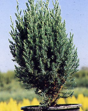 Coniferas del ALDI Juniperus_chinensis_stricta