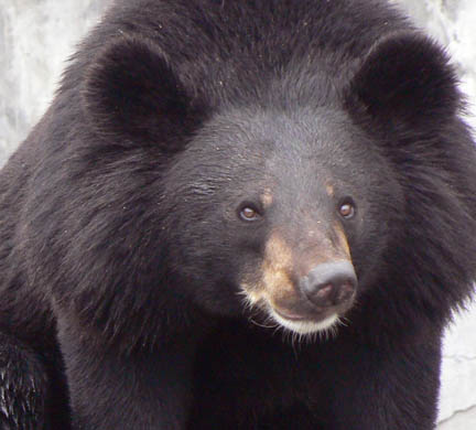 صور حوانات ومعلومات عنها Asiatic-black-bear-C-David--4424