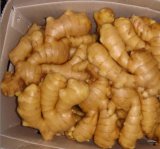 فوائد الزنجبيل للشعر   في تطويل الشعر و تكثيف الشعر Fresh-Ginger