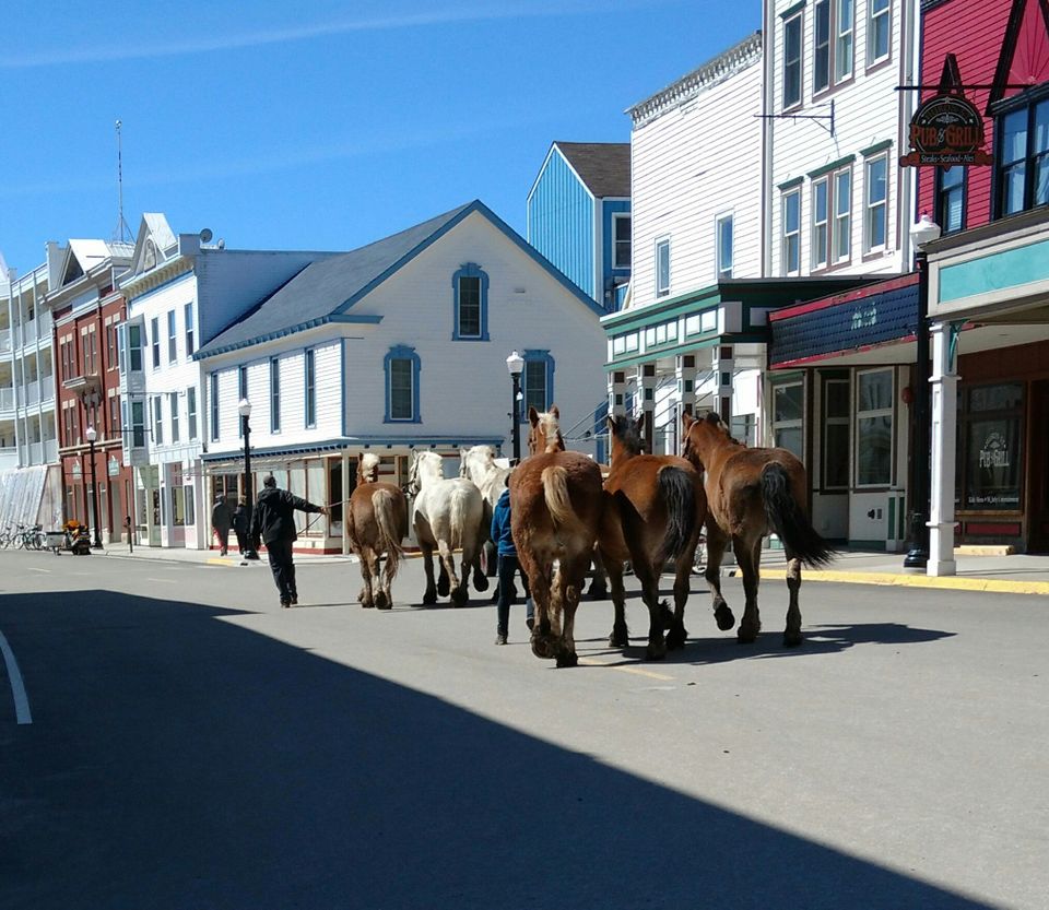 A Michigan Treasure - The Grand Hotel - Page 7 Horses-return-to-mackinac-island-25d31f3560b25b6d