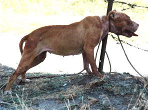 Pitbull dehşet saçtı! 83892