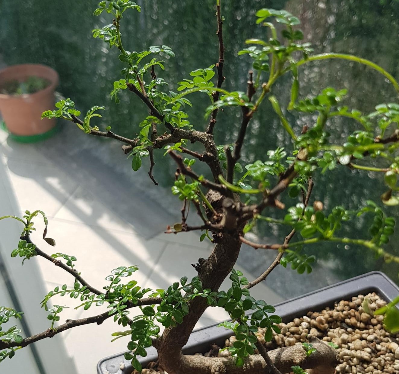 primo bonsai pepper tree: chiedo consigli - Pagina 2 WhatsApp-Image-2020-04-26-at-15.50.32-4