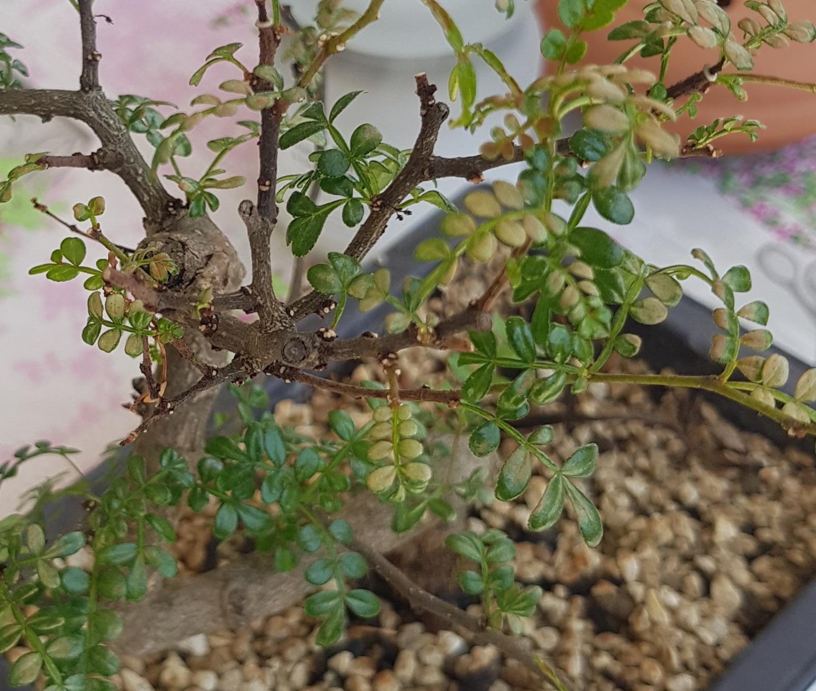 primo bonsai pepper tree: chiedo consigli - Pagina 3 WhatsApp-Image-2020-05-27-at-14.26.13-3