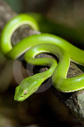 Stephen .. Serpiente-verde