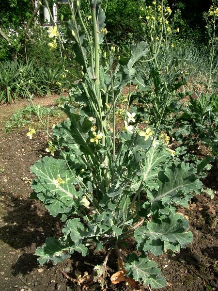 !!Por que en el campo tambien hay que comer!! (PLANTAS) Arx1179744600l