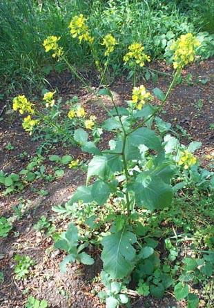 !!Por que en el campo tambien hay que comer!! (PLANTAS) Arx1182494469k