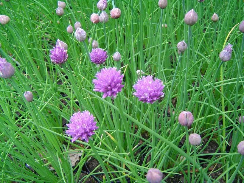 !!Por que en el campo tambien hay que comer!! (PLANTAS) Bfi1180872828s