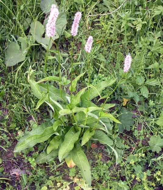 !!Por que en el campo tambien hay que comer!! (PLANTAS) Bwy1179760215m