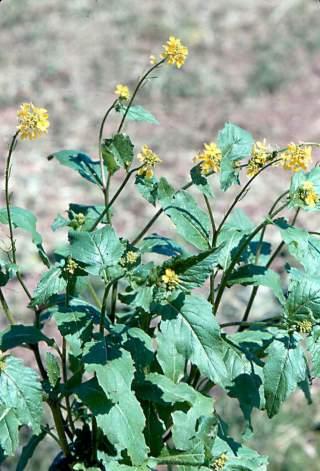 !!Por que en el campo tambien hay que comer!! (PLANTAS) Bwy1182662590n