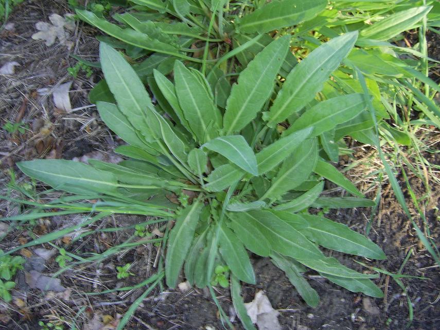 !!Por que en el campo tambien hay que comer!! (PLANTAS) Cqs1179658663m