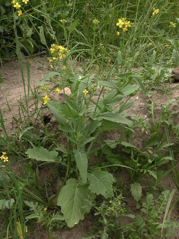 !!Por que en el campo tambien hay que comer!! (PLANTAS) Cqs1182664420t