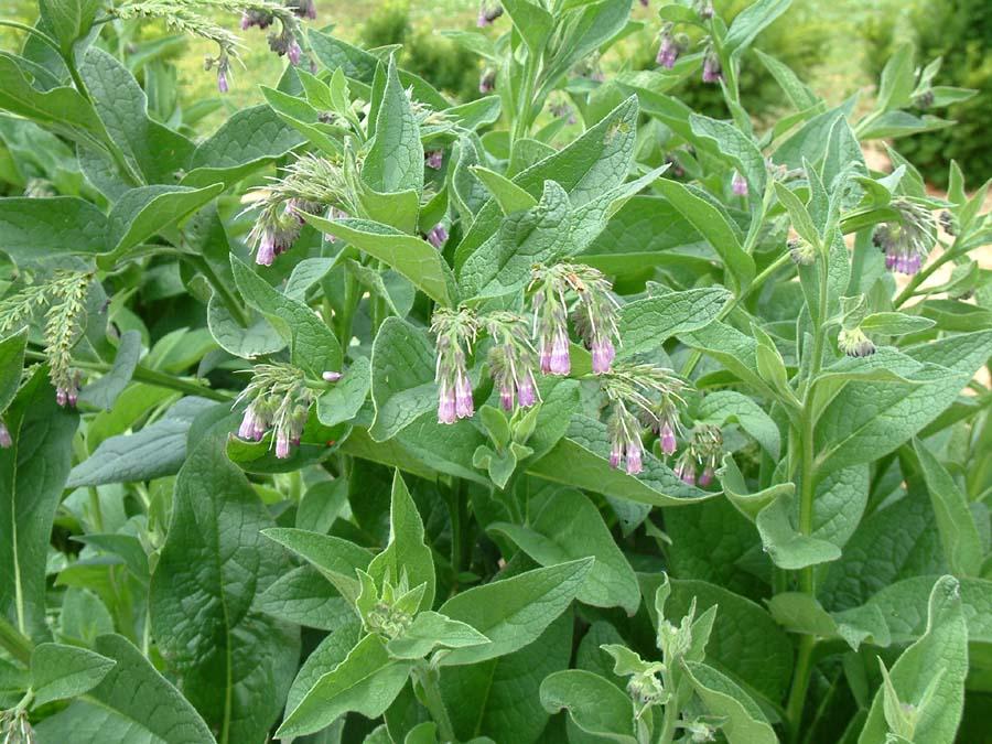 !!Por que en el campo tambien hay que comer!! (PLANTAS) Rgh1181541870d