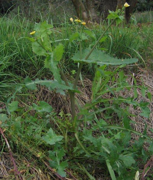 !!Por que en el campo tambien hay que comer!! (PLANTAS) Viu1180874465e